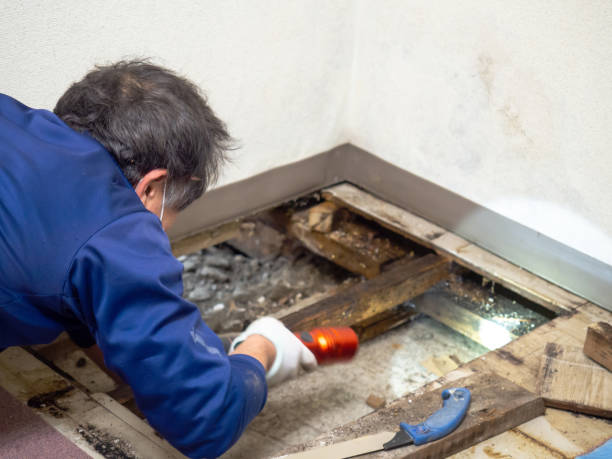 Best Best Mold Removal Companies  in Peach Springs, AZ