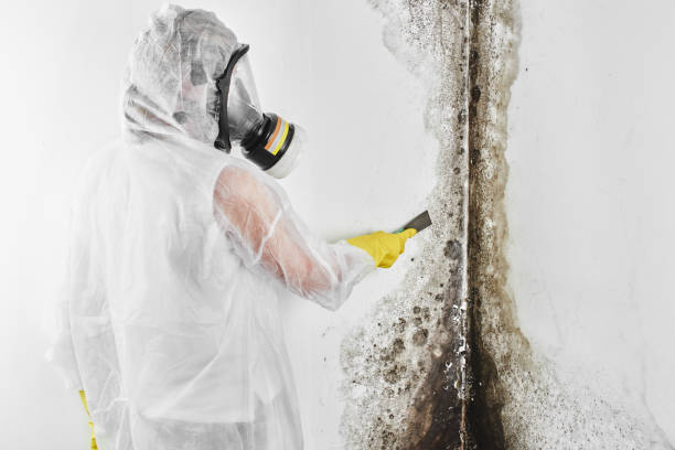 Best Local Mold Removal Service  in Peach Springs, AZ