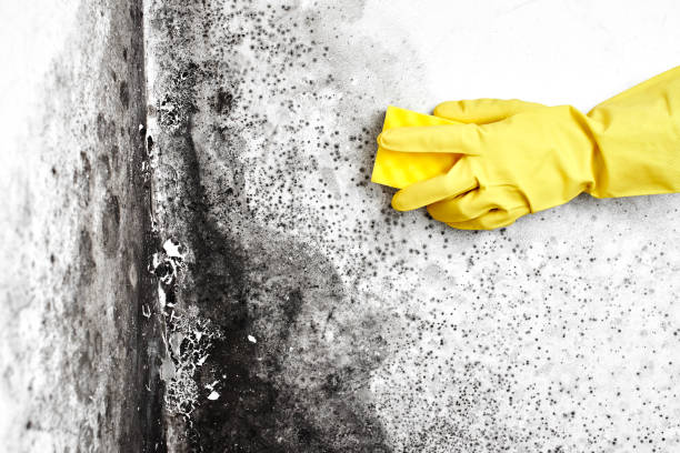 Professional Mold Removal in Peach Springs, AZ