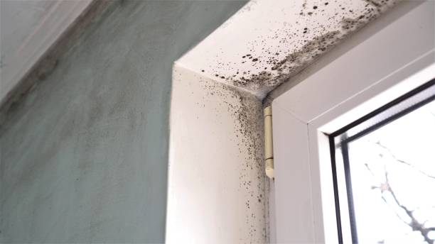 Best Toxic Mold Removal  in Peach Springs, AZ