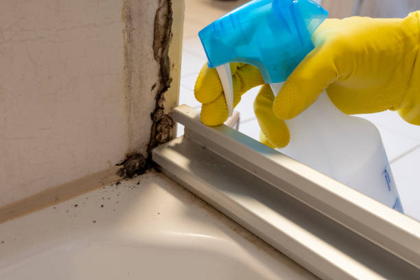 Best Mold Testing and Removal  in Peach Springs, AZ