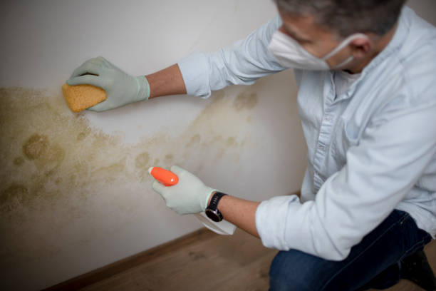Best Mold Remediation Experts  in Peach Springs, AZ