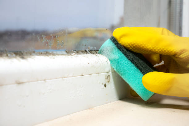 Best Residential Mold Removal  in Peach Springs, AZ
