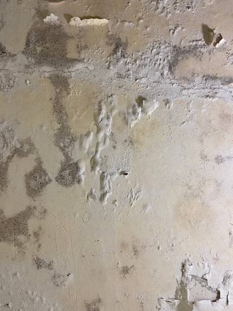 Best Mold Cleaning Services  in Peach Springs, AZ