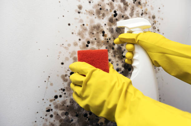 Best Same-Day Mold Removal  in Peach Springs, AZ