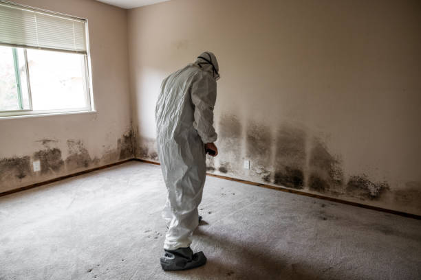 Best Mold Remediation Services  in Peach Springs, AZ