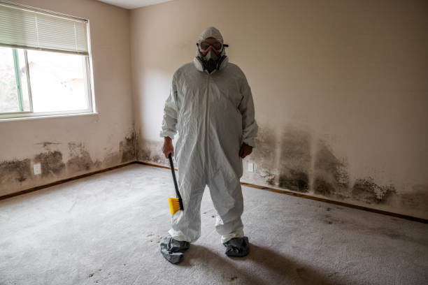 Best Certified Mold Removal  in Peach Springs, AZ