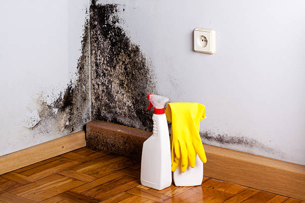 Best Black Mold Removal  in Peach Springs, AZ
