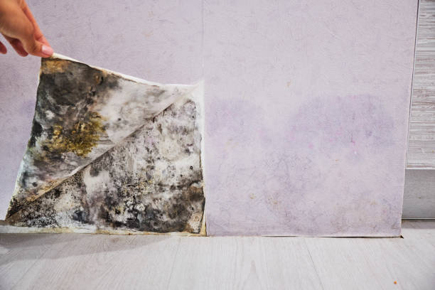 Best Attic Mold Removal  in Peach Springs, AZ
